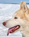 Portrait of Husky in Iceland Royalty Free Stock Photo