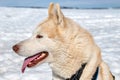 Portrait of Husky in Iceland Royalty Free Stock Photo