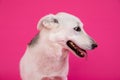 Portrait of Husky Mix against pink. Royalty Free Stock Photo