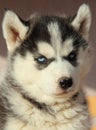 Portrait of husky puppy Royalty Free Stock Photo