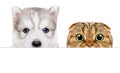 Portrait of a Husky puppy and Scottish Fold cat peeking from behind a banner