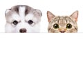 Portrait of a Husky puppy and Scottish Straight cat peeking from behind a banner Royalty Free Stock Photo