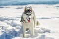 Portrait of husky puppy in winter in snow