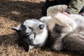 Portrait of Huskylaying on the back in Iceland