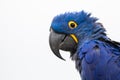 Portrait of a Hyacinth Macaw Royalty Free Stock Photo