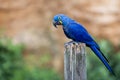 Portrait of a Hyacinth Macaw Royalty Free Stock Photo