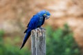 Portrait of a Hyacinth Macaw Royalty Free Stock Photo