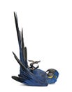 Portrait of Hyacinth Macaw Royalty Free Stock Photo