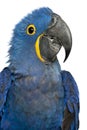 Portrait of Hyacinth Macaw Royalty Free Stock Photo