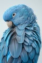 Portrait of a Hyacinth Macaw isolated on a white background. Concept of wildlife. Royalty Free Stock Photo