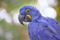 Portrait of a hyacinth macaw looking in profile from the right with ruffled blue feathers sharp head and soft Royalty Free Stock Photo