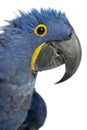 Portrait of Hyacinth Macaw Royalty Free Stock Photo