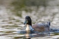 Portrait of a hybrid of american black duck and mallard