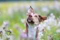 Portrait of a hybrid dog who sits in a meadow