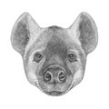 Portrait of Hyena.