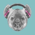 Portrait of Hyena with headphones.