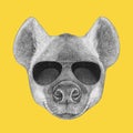 Portrait of Hyena with sunglasses.