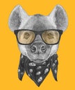 Portrait of Hyena with sunglasses and scarf.