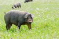 portrait of Iberian pig herd in a flower field Royalty Free Stock Photo