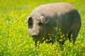 Portrait of Iberian pig herd in a flower field Royalty Free Stock Photo