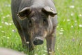 Portrait of Iberian pig herd pata negra in a flower field Royalty Free Stock Photo