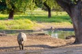 portrait of Iberian pig herd Royalty Free Stock Photo