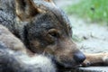 portrait of an iberian wolf