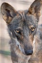 Portrait of an iberian wolf, Canis lupus signatus, or canis lupus lupus, in captivity in a spanish zoo Royalty Free Stock Photo