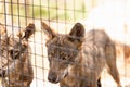 Portrait of an iberian wolf, Canis lupus signatus, or canis lupus lupus, in captivity in a spanish zoo Royalty Free Stock Photo