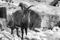 Portrait of ibex in winter season in black and white Royalty Free Stock Photo