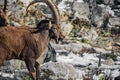 Portrait of ibex in winter season Royalty Free Stock Photo