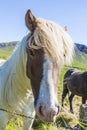 Portrait of iceland pony on meadow in summer 2017 Royalty Free Stock Photo