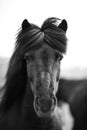 Portrait of Icelandic horse in black and white Royalty Free Stock Photo