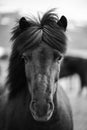 Portrait of Icelandic horse in black and white Royalty Free Stock Photo