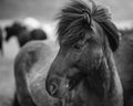 Portrait of Icelandic horse in black and white Royalty Free Stock Photo