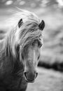 Portrait of Icelandic horse in black and white Royalty Free Stock Photo