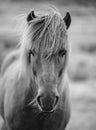 Portrait of Icelandic horse in black and white Royalty Free Stock Photo