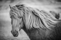 Portrait of Icelandic horse in black and white Royalty Free Stock Photo