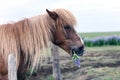 Portrait of icelandic horse Royalty Free Stock Photo