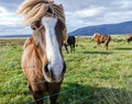 Portrait of Icelandic horses with long mane and forelock in the fall