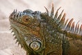 Portrait of Iguana