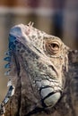 Portrait of iguana behind the glass Royalty Free Stock Photo