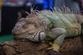 Portrait of an Iguana large inThailand