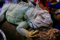 Portrait of an Iguana large inThailand