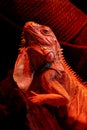 Portrait of an iguana in the light of a red lamp. Reptile lizard. Serious animal Royalty Free Stock Photo