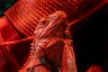 Portrait of an iguana in the light of a red lamp. Reptile lizard. Serious animal Royalty Free Stock Photo