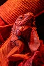 Portrait of an iguana in the light of a red lamp. Reptile lizard. Serious animal Royalty Free Stock Photo