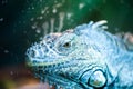 Portrait of an iguana, lizard macro, looks like a dragon, looks straigh Royalty Free Stock Photo