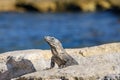 Portrait of an Iguana Lizard sunbathing on a rock at the Mayan ruins. Riviera Maya, Quintana Roo, Mexico Royalty Free Stock Photo