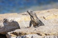 Portrait of an Iguana Lizard sunbathing on a rock at the Mayan ruins. Riviera Maya, Quintana Roo, Mexico Royalty Free Stock Photo